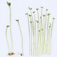 豆芽的生長(zhǎng)過(guò)程觀察日記