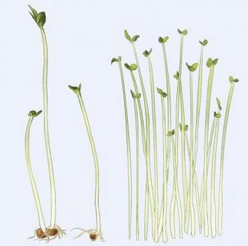豆芽的生長(zhǎng)過(guò)程觀察日記