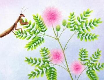 含羞草的生長(zhǎng)觀察日記怎么寫