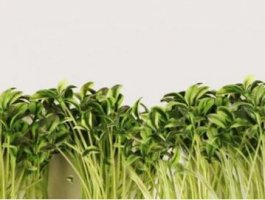 綠豆發(fā)芽觀察日記7天 綠豆的生長(zhǎng)過(guò)程日記