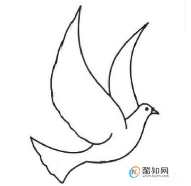 白鴿簡筆畫教程圖片