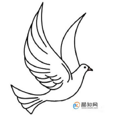 白鴿簡筆畫教程圖片