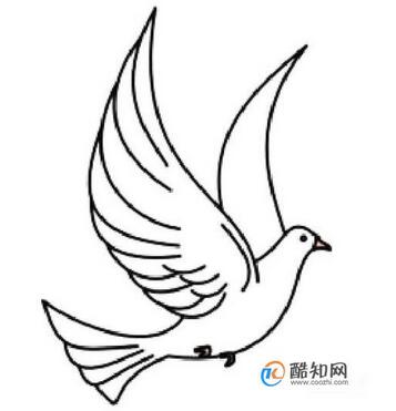 白鴿簡筆畫教程圖片