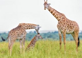 長頸鹿的英語單詞 giraffe怎么讀