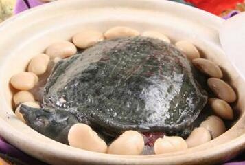 甲魚不能和什么一起吃