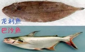 巴沙魚(yú)和龍利魚(yú)哪個(gè)好