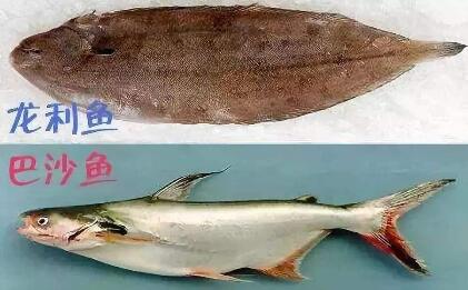 巴沙魚和龍利魚哪個好
