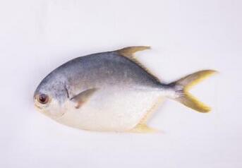 孕婦吃金鯧魚的好處