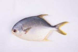 金鯧魚和白鯧魚的區(qū)別