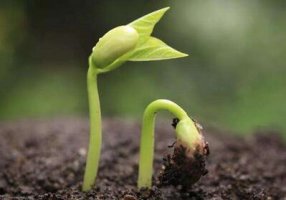 中班幼兒生命教育教案——認(rèn)識(shí)生命
