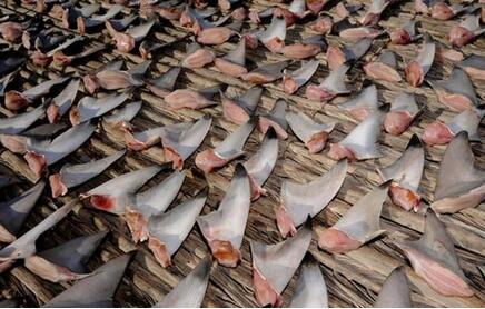 鯊魚肉好吃嗎
