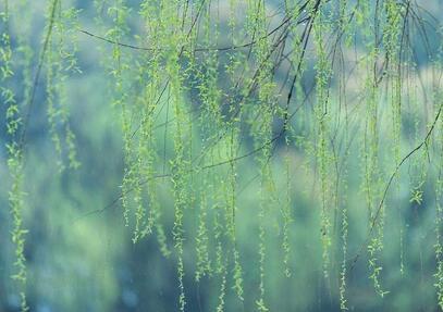 描寫春雨的優(yōu)美段落