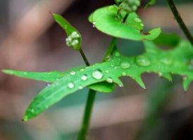 描寫春雨的詩句有哪些
