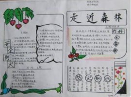 世界森林日手抄報(bào)內(nèi)容圖片