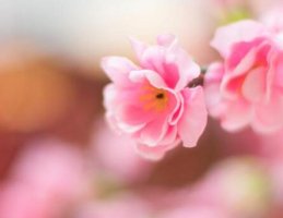 關(guān)于春分的作文800字