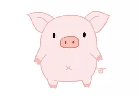 小豬簡筆畫教程圖片