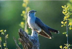 狼和杜鵑 杜鵑鳥(niǎo)的故事