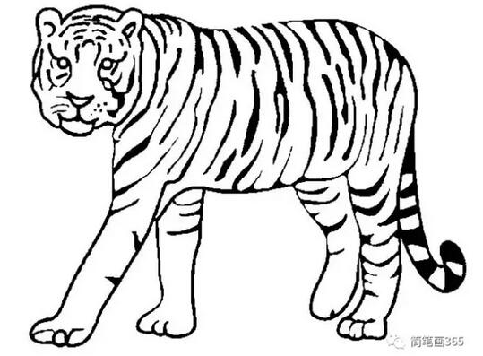 動物簡筆畫大全