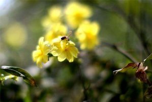 春天開的花有哪些 23種春天開花的植物