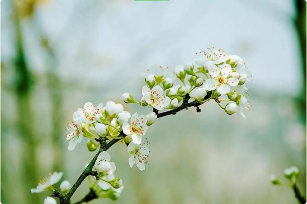 15種開(kāi)在春天的花，送你15種春天里的詩(shī)意