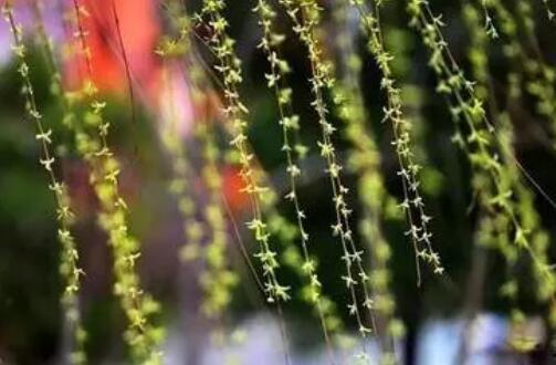 15種開(kāi)在春天的花，送你15種春天里的詩(shī)意