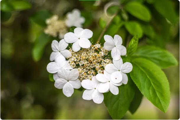 15種開(kāi)在春天的花，送你15種春天里的詩(shī)意