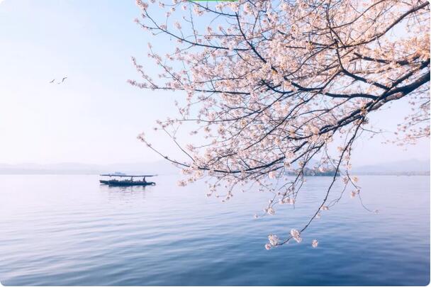 15種開(kāi)在春天的花，送你15種春天里的詩(shī)意
