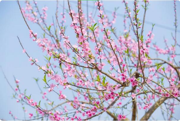 15種開(kāi)在春天的花，送你15種春天里的詩(shī)意