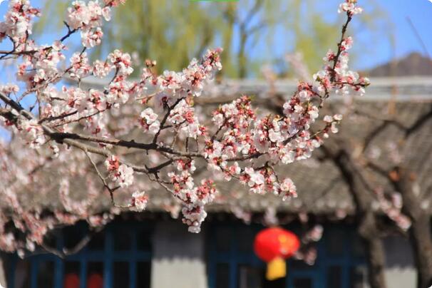 15種開(kāi)在春天的花，送你15種春天里的詩(shī)意