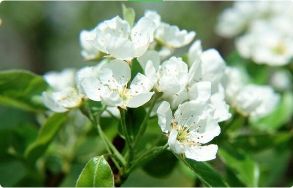15種開(kāi)在春天的花，送你15種春天里的詩(shī)意