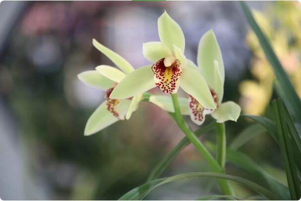 15種開(kāi)在春天的花，送你15種春天里的詩(shī)意