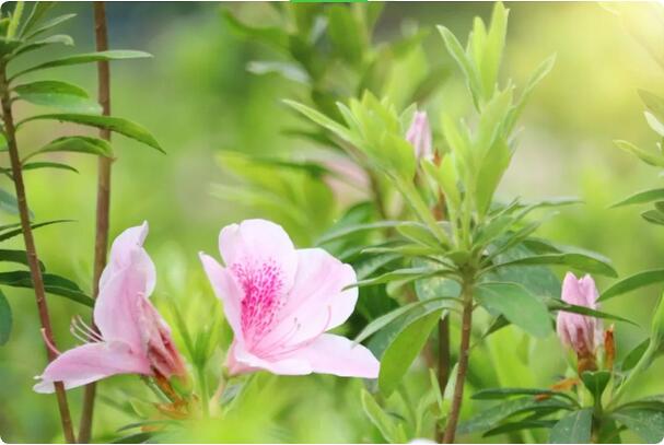15種開(kāi)在春天的花，送你15種春天里的詩(shī)意