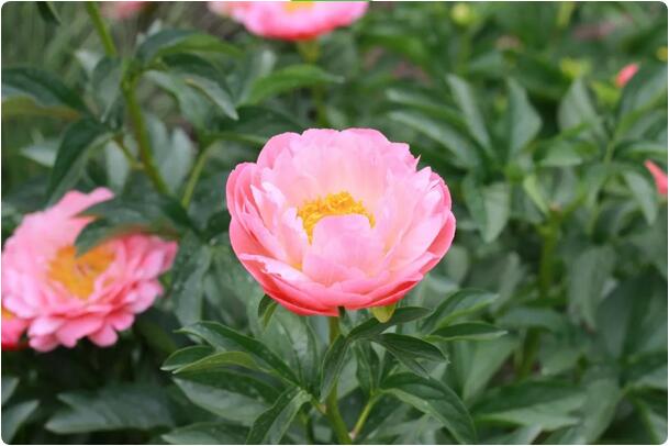 15種開(kāi)在春天的花，送你15種春天里的詩(shī)意
