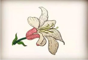 3種百合花簡筆畫教程圖片-花朵簡筆畫