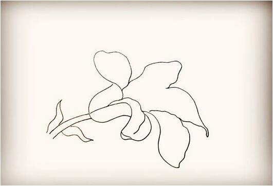 百合花簡筆畫教程圖片