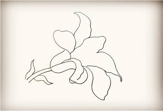 百合花簡筆畫教程圖片