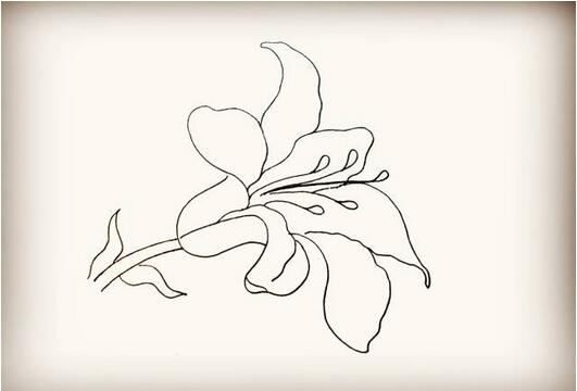 百合花簡筆畫教程圖片
