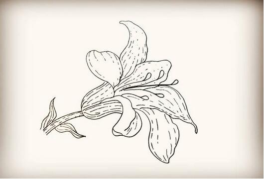 百合花簡筆畫教程圖片