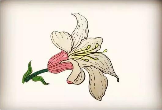 百合花簡筆畫教程圖片