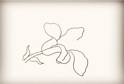 百合花簡筆畫教程圖片