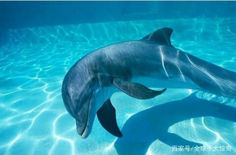 世界上十大最聰明的動物