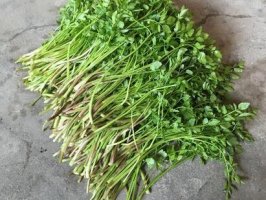 孕婦能吃水芹菜嗎
