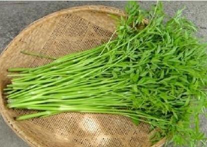 孕婦吃水芹菜注意事項