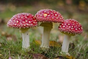 幼兒故事：長斑點的蘑菇