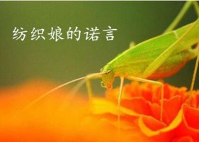 紡織娘的諾言
