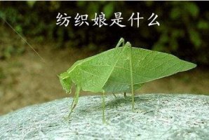 紡織娘是什么