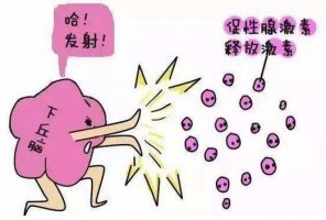 一文助你掌握促排卵藥物