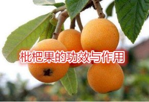 枇杷果的功效與作用