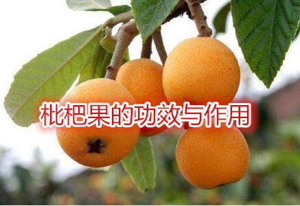 枇杷果的功效與作用