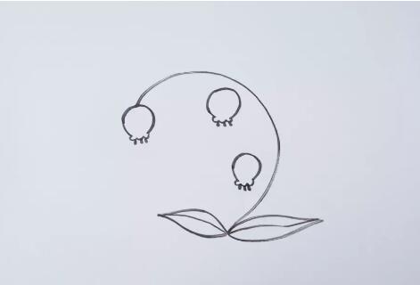 風(fēng)鈴花花朵簡(jiǎn)筆畫(huà)教程圖片